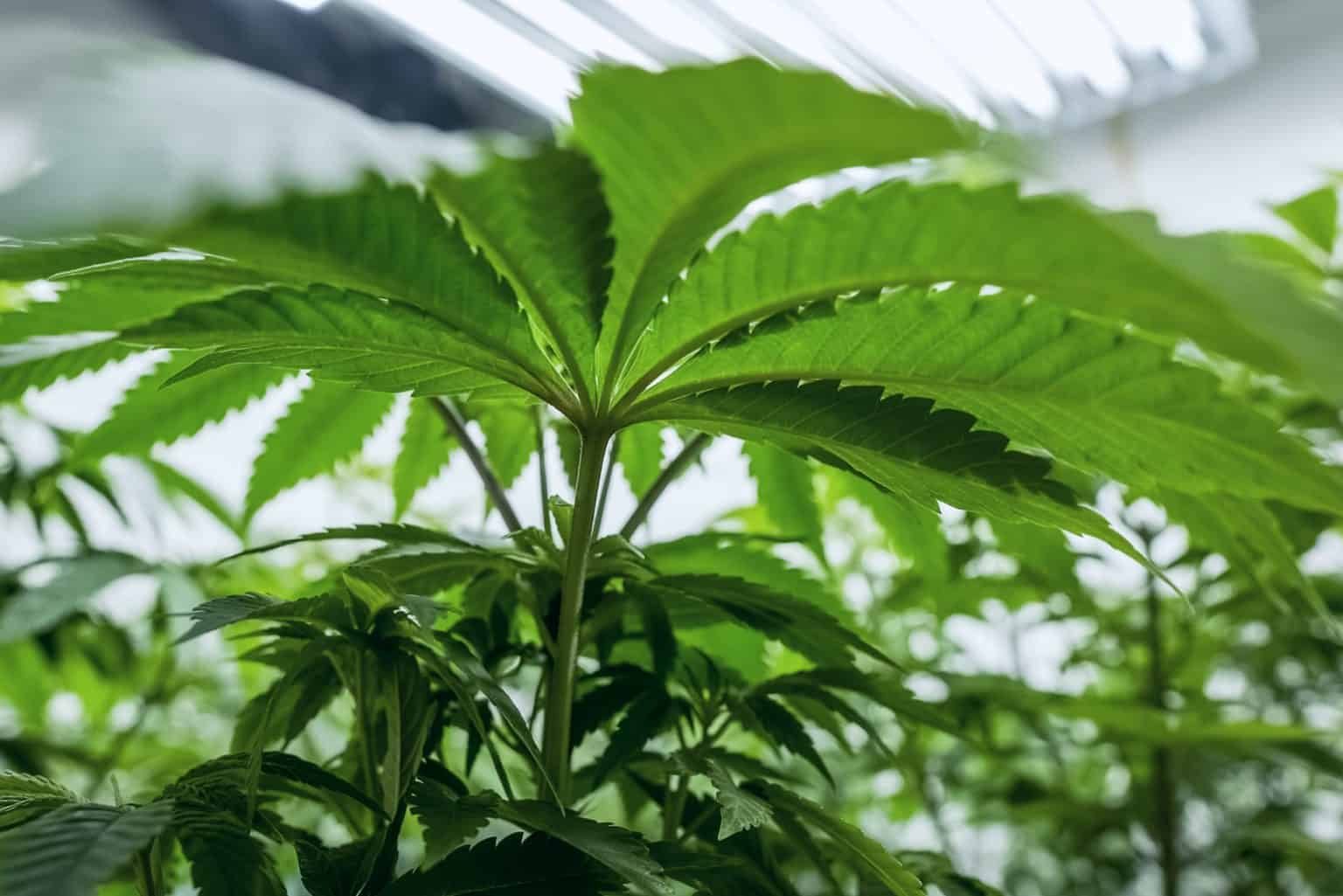 Cannabis plant growing indoors under artificial grow lights in a controlled cultivation environment.